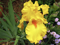 Iris Germanica Throb