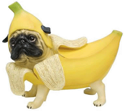 Banana pug