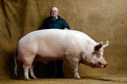 Very large pig
