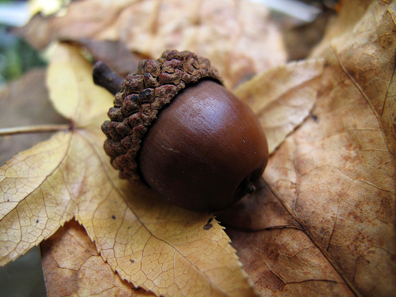 A classic acorn