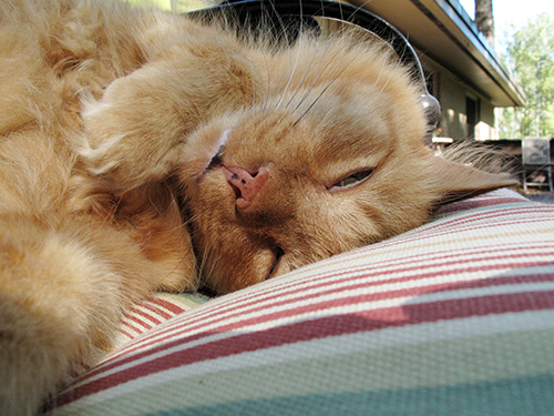 Ginger the cat. Sleeping. 