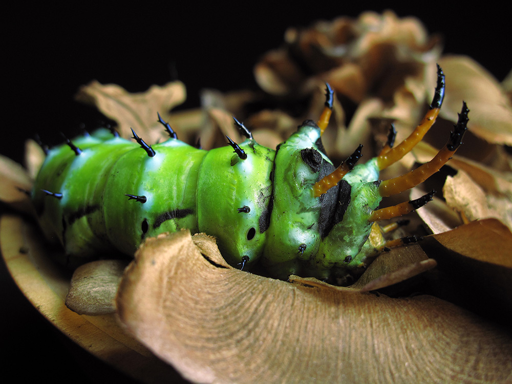 Royal Walnut Moth (Citheronia regalis) caterpillar rocking its sixth instar. At this stage of development, it's known as a Hickory Horned Devil.