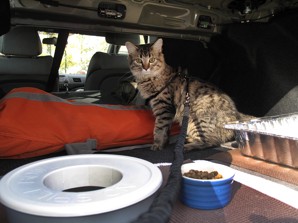 A split fold-down rear seat gives Acadia access to her food, water and litterbox in the trunk. (Click to up-rez.)